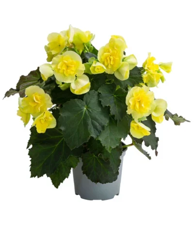 Begonie 'Solenia', Verschiedene Sorten -Haus Pflanzen Welt 8821290 WE FS 003 BegonieSoleniaGelbT12