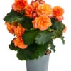 Begonie 'Solenia', Verschiedene Sorten -Haus Pflanzen Welt 8821290 WE FS 004 BegonieSoleniaOrangeT12