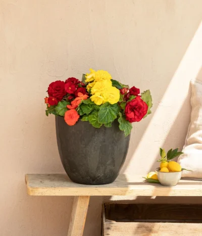 Begonie 'Solenia', Verschiedene Sorten -Haus Pflanzen Welt 8821290 WE MO 001 BegonieSolenia