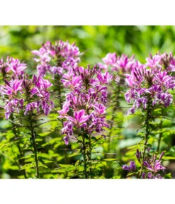 Spinnenpflanze -Haus Pflanzen Welt 8821548 PR DE 001 CleomeSpinnenpflanzeBGALucknerMai2017