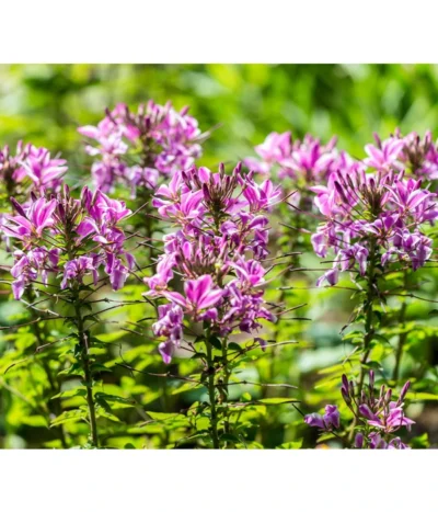 Spinnenpflanze -Haus Pflanzen Welt 8821548 PR DE 001 CleomeSpinnenpflanzeBGALucknerMai2017