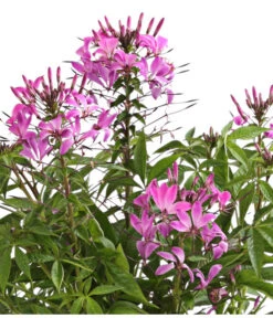 Spinnenpflanze -Haus Pflanzen Welt 8821548 We DE 001 CleomeSenoritaRosalitaT17OWDehnerExpressHerzig