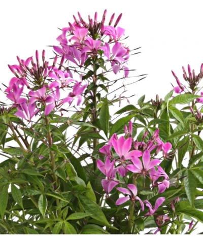 Spinnenpflanze -Haus Pflanzen Welt 8821548 We DE 001 CleomeSenoritaRosalitaT17OWDehnerExpressHerzig