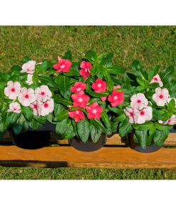 Catharanthe, Verschiedene Sorten -Haus Pflanzen Welt 8821837 BildFS 001 RosafarbenesZimmerimmergruenCatharanthusT12