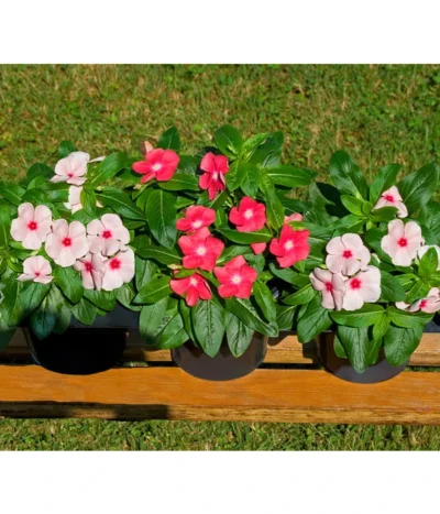 Catharanthe, Verschiedene Sorten -Haus Pflanzen Welt 8821837 BildFS 001 RosafarbenesZimmerimmergruenCatharanthusT12