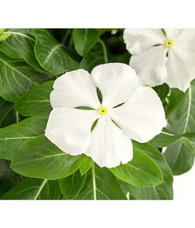 Catharanthe, Verschiedene Sorten -Haus Pflanzen Welt 8821837 PR DE 001 CatharanthusT12DehnerExpressHerzig