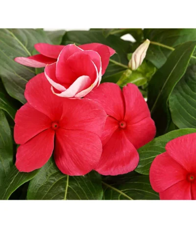 Catharanthe, Verschiedene Sorten -Haus Pflanzen Welt 8821837 PR DE 002 CatharanthusT12DehnerExpressHerzig