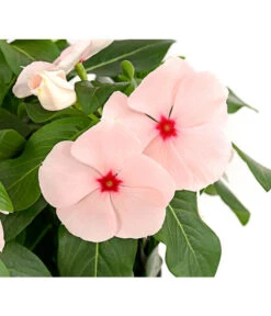 Catharanthe, Verschiedene Sorten -Haus Pflanzen Welt 8821837 PR DE 003 CatharanthusT12DehnerExpressHerzig