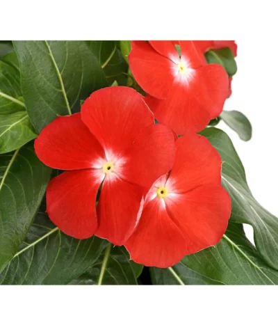 Catharanthe, Verschiedene Sorten -Haus Pflanzen Welt 8821837 PR DE 004 CatharanthusT12DehnerExpressHerzig