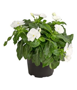 Catharanthe, Verschiedene Sorten -Haus Pflanzen Welt 8821837 PR FS 001 CatharanthusT12DehnerExpressHerzig