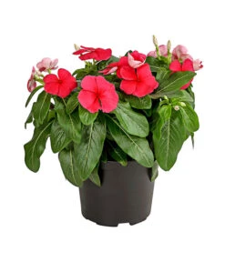 Catharanthe, Verschiedene Sorten -Haus Pflanzen Welt 8821837 PR FS 002 CatharanthusT12DehnerExpressHerzig