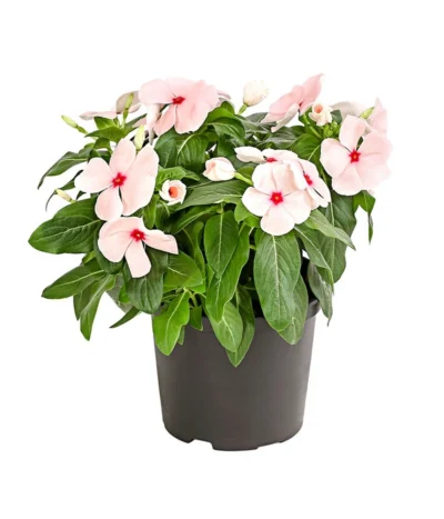 Catharanthe, Verschiedene Sorten -Haus Pflanzen Welt 8821837 PR FS 003 CatharanthusT12DehnerExpressHerzig