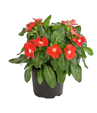 Catharanthe, Verschiedene Sorten -Haus Pflanzen Welt 8821837 PR FS 004 CatharanthusT12DehnerExpressHerzig