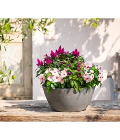 Catharanthe, Verschiedene Sorten -Haus Pflanzen Welt 8821837 WE MO 001 CatharantusImmergruent12