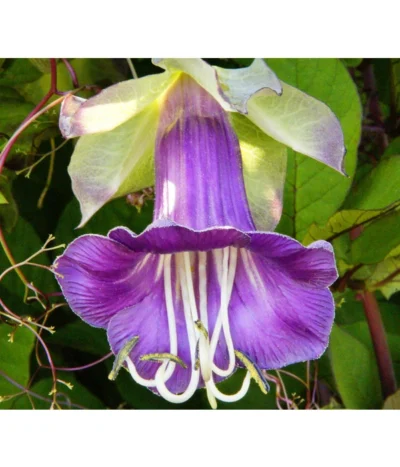 Glockenrebe -Haus Pflanzen Welt 8821969 DE 001 CobaeaScandensPixabay