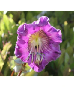 Glockenrebe -Haus Pflanzen Welt 8821969 DE 002 CobaeaScandensPixabay