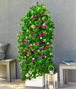 Glockenrebe -Haus Pflanzen Welt 8821969 WE MO 003 GlockenrebeCobaeaScandensT13