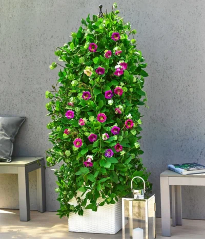 Glockenrebe -Haus Pflanzen Welt 8821969 WE MO 003 GlockenrebeCobaeaScandensT13