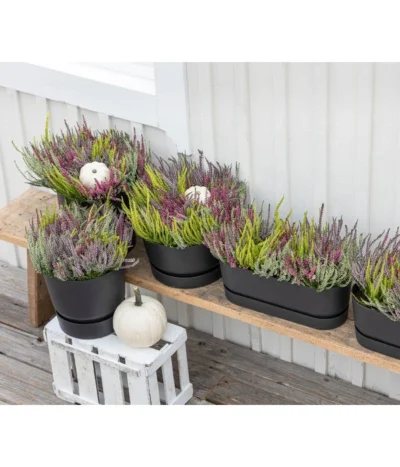 Elho Kunststoff-Topf Greenville, Ca. B20/B18/T49 Cm -Haus Pflanzen Welt 8821985 WE MO 001 CallunaQuattro