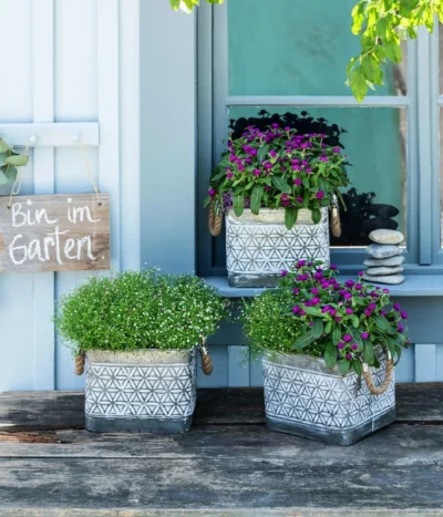 Mauer-Schleierkraut -Haus Pflanzen Welt 8822231 WE MO 001 GypsophilaMuralisSchleierkrautGomphrenaKugelmaranth 1