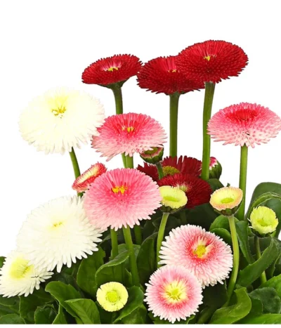 Gänseblümchen-Trio -Haus Pflanzen Welt 8822355 WE DE 001 BellisTrioGaensebluemchenT12DDehnerExpressHerzig