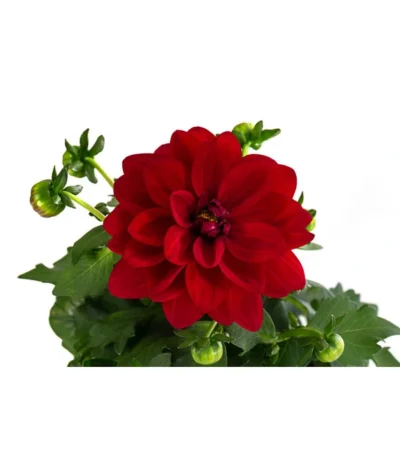 Zwergdahlie, Verschiedene Farben -Haus Pflanzen Welt 8822397 WE DE 002 ZwergdahlienT13