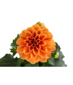 Zwergdahlie, Verschiedene Farben -Haus Pflanzen Welt 8822397 WE DE 003 ZwergdahlienT13