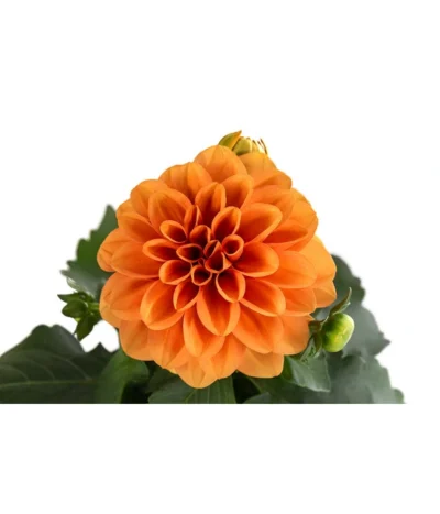 Zwergdahlie, Verschiedene Farben -Haus Pflanzen Welt 8822397 WE DE 003 ZwergdahlienT13