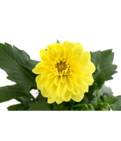 Zwergdahlie, Verschiedene Farben -Haus Pflanzen Welt 8822397 WE DE 004 ZwergdahlienT13