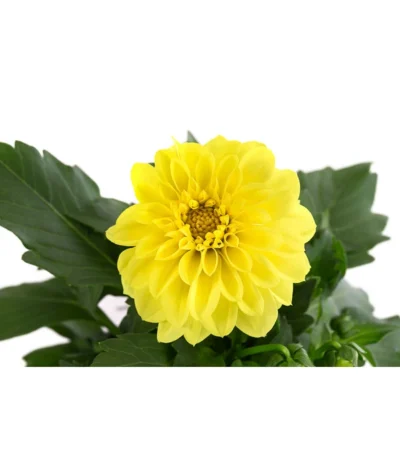 Zwergdahlie, Verschiedene Farben -Haus Pflanzen Welt 8822397 WE DE 004 ZwergdahlienT13