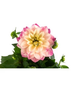 Zwergdahlie, Verschiedene Farben -Haus Pflanzen Welt 8822397 WE DE 005 ZwergdahlienT13