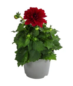 Zwergdahlie, Verschiedene Farben -Haus Pflanzen Welt 8822397 WE FS 002 ZwergdahlienT13