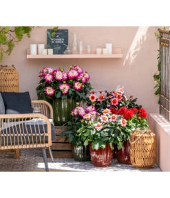Zwergdahlie, Verschiedene Farben -Haus Pflanzen Welt 8822397 WE MO 001 ZwergDahlie