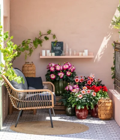 Dahlie, Verschiedene Farben -Haus Pflanzen Welt 8822397 WE MO 001 ZwergDahlie GC08 2023