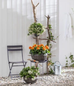 Zwergdahlie, Verschiedene Farben -Haus Pflanzen Welt 8822397 WE MO 001 ZwergdahlieT13