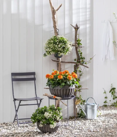 Zwergdahlie, Verschiedene Farben -Haus Pflanzen Welt 8822397 WE MO 001 ZwergdahlieT13