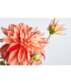 Dehner Premium Dahlie 15 Dehner Premium Dahlie -Haus Pflanzen Welt 8822462 PR DE 001 DahliaHybridePremiumT25DehnerExpressZS