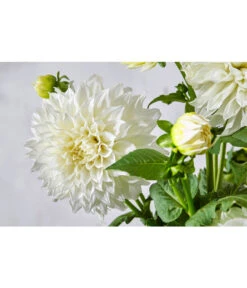 Dehner Premium Dahlie 13 Dehner Premium Dahlie -Haus Pflanzen Welt 8822462 PR DE 057 DahlienPremiumT26UveSauer