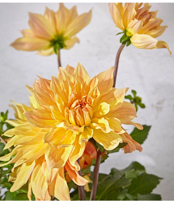 Dehner Premium Dahlie 6 Dehner Premium Dahlie – Bild 4