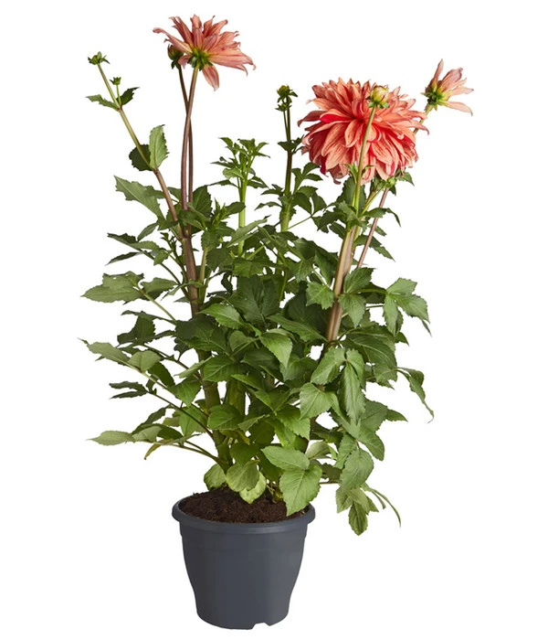 Dehner Premium Dahlie 3 Dehner Premium Dahlie