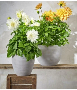 Dehner Premium Dahlie 17 Dehner Premium Dahlie -Haus Pflanzen Welt 8822462 PR MO 004 DahlienPremiumT26UveSauer