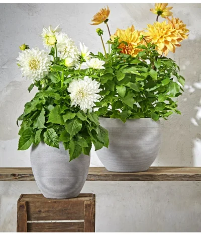 Dehner Premium Dahlie -Haus Pflanzen Welt 8822462 PR MO 004 DahlienPremiumT26UveSauer