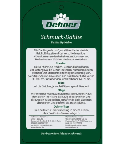 Dehner Premium Dahlie -Haus Pflanzen Welt 8822462 Schmuck Dahlie Etikett 2