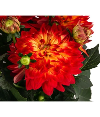 Dahlie, Verschiedene Farben -Haus Pflanzen Welt 8822488 WE DE 001 DahlieT19