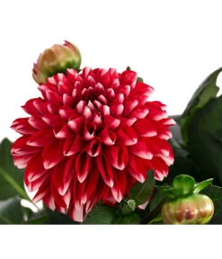 Dahlie, Verschiedene Farben 26 Dahlie, Verschiedene Farben -Haus Pflanzen Welt 8822488 WE DE 006 DahlieT19