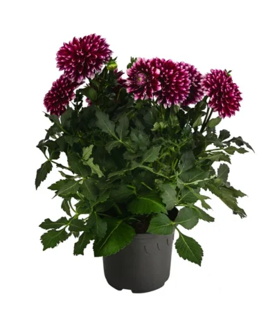 Dahlie, Verschiedene Farben -Haus Pflanzen Welt 8822488 WE FS 005 DahlieT19