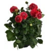 Dahlie, Verschiedene Farben 2 Dahlie, Verschiedene Farben -Haus Pflanzen Welt 8822488 WE FS 006 DahlieT19