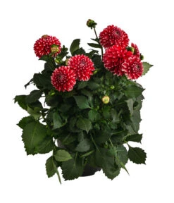 Dahlie, Verschiedene Farben