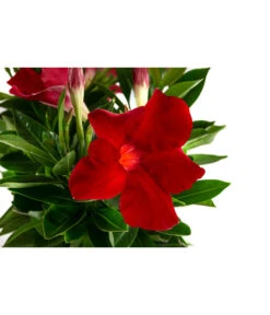 Dipladenie, Ampel -Haus Pflanzen Welt 8822827 WE DE 001 DipladenieT14