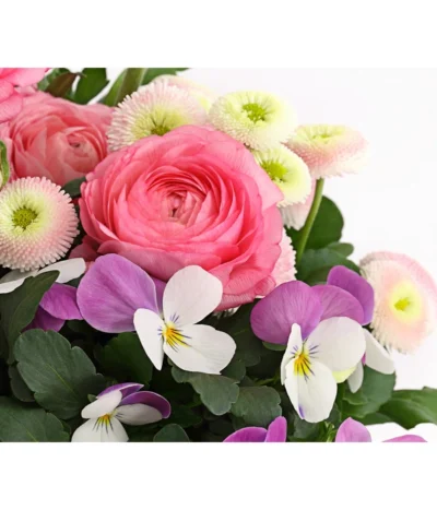 Pflanzen-Trio Frühjahr In Pastell -Haus Pflanzen Welt 8823031 WE DE 001 FruehjahrRosaT17